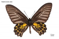 藏品(黃裳鳳蝶)的圖片